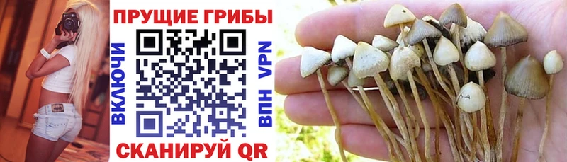 Галлюциногенные грибы MAGIC MUSHROOMS Великий Устюг
